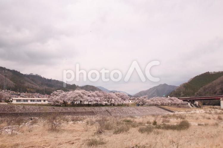 上殿さくら公園 上殿さくら公園,広島,さくらの写真素材