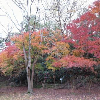 自然公園の広場で色づく紅葉 自然公園の広場で色づく紅葉の写真