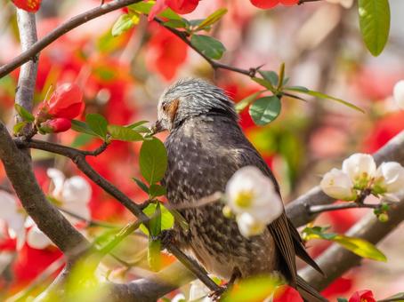 ボケの花とヒヨドリ ボケの花とヒヨドリの写真