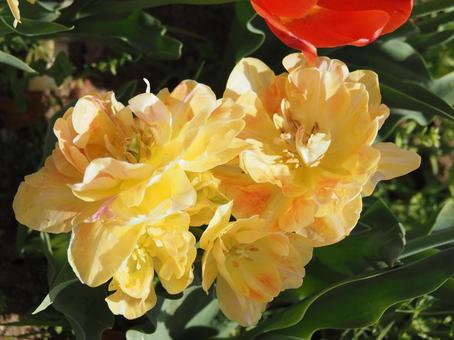 Photo, tulip, lare, spring, 