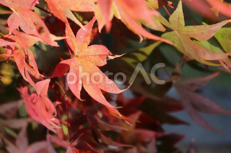 カラフルなもみじ　日本の秋の風景 紅葉,葉,落葉の写真素材