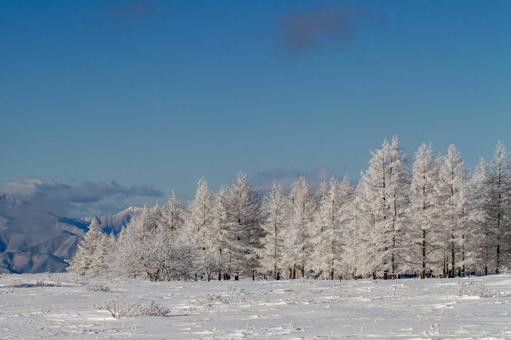 霧氷の林と青空の雪原 霧氷の林と青空の雪原 霧氷,樹氷,冬の写真素材