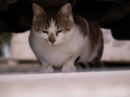 猫 猫の写真