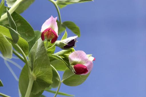 スイートピーの花 スイートピーの花の写真
