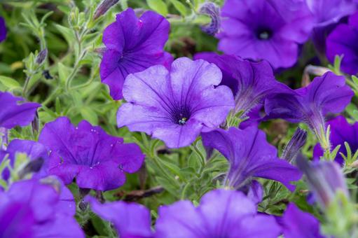 Purple petunia clusters, JPG