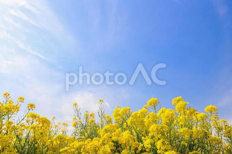 快晴の青空に菜の花が咲く 青空,春,菜の花の写真素材