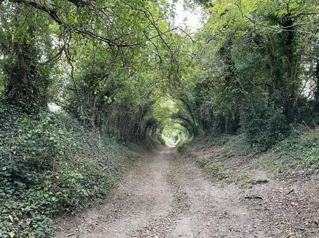ハルネーカー 風景,グリーン,自然の写真素材