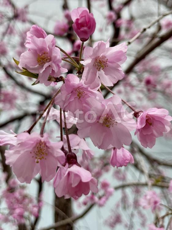 しだれ桜 しだれ桜,枝垂れ桜,桜の写真素材