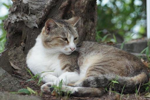 ねこ ねこの写真