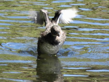 川面で羽ばたくカイツブリ 川面で羽ばたくカイツブリの写真