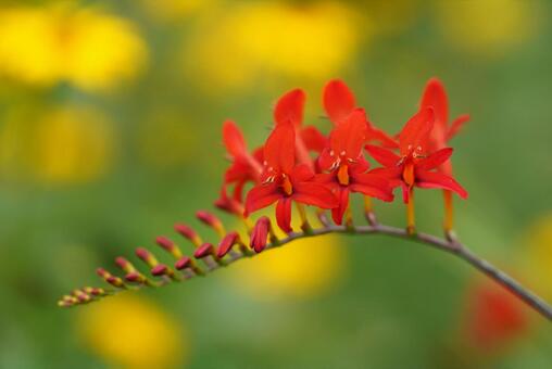 ヒメヒオウギスイセンの写真