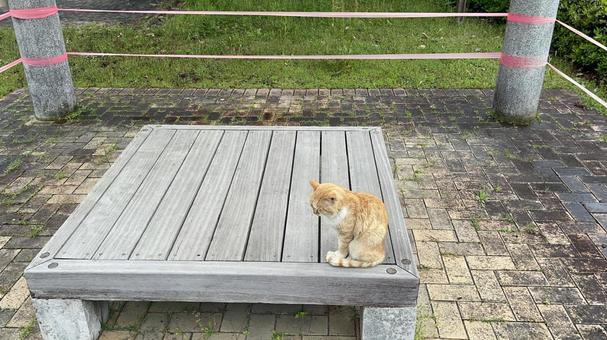 Stray cat taking a rest, JPG