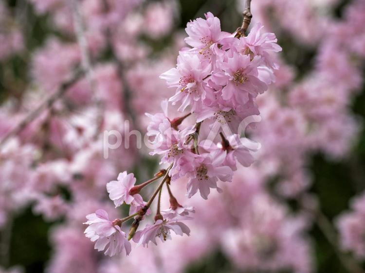 桜のある風景 さくら,桜,サクラの写真素材