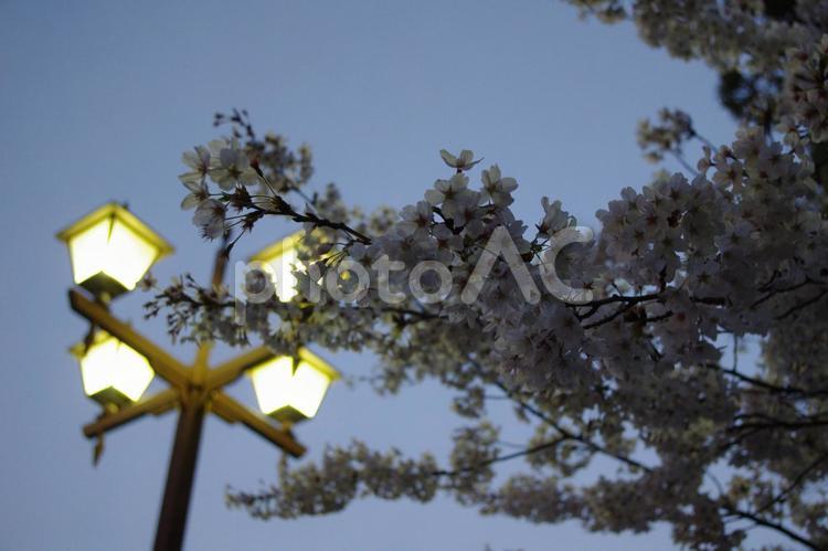 街灯と夜の桜 屋外,自然,風景の写真素材