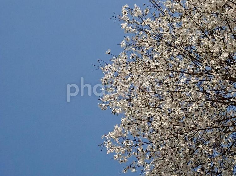 コブシの木の花 木,自然,風景の写真素材