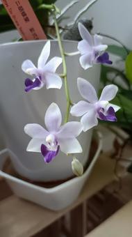 薄紫の育てやすいミニ胡蝶蘭・紫式部 ミニ胡蝶蘭,胡蝶蘭,ランの写真素材