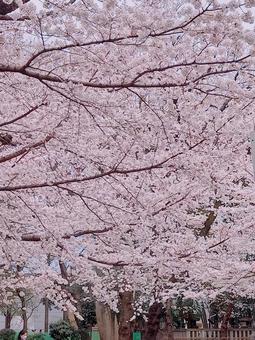 春上野桜 春上野桜の写真