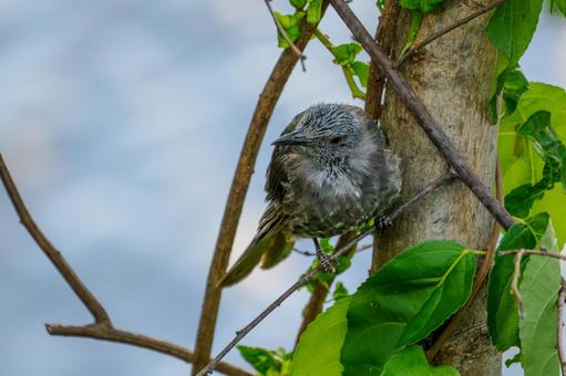 ヒヨドリの若鳥⑶ ヒヨドリの若鳥⑶の写真
