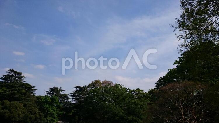 青い空と緑の木々 森,青空,雲の写真素材