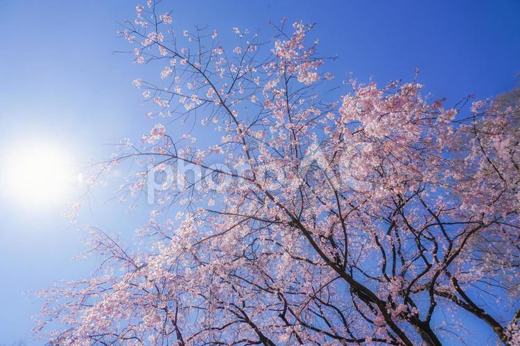 枝垂れ桜と晴天の青空 枝垂れ桜,青空,空の写真素材