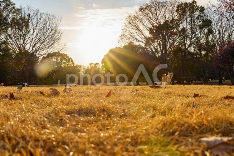 夕日に照らされた冬の公園の風景 枯葉,自然,屋外の写真素材