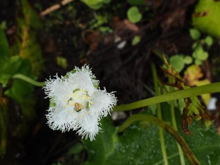 山野草・シラヒゲソウ(苗場山) 山野草・シラヒゲソウ(苗場山) シラヒゲソウ,花,草の写真素材