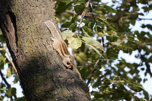カトマンズの公園の木にいる野生リス カトマンズ,公園,木の写真素材