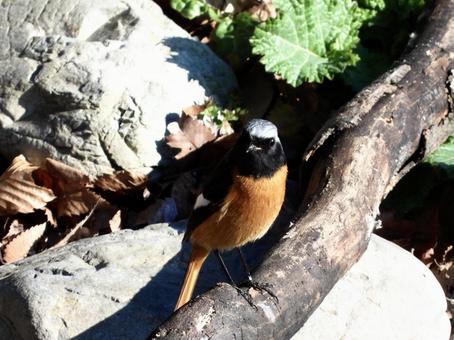 倒木の上に立つジョウビタキ 倒木の上に立つジョウビタキの写真