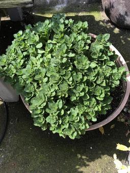花 花の写真