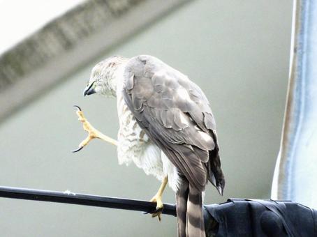 Photo, bird, wild bird, tsumi, 