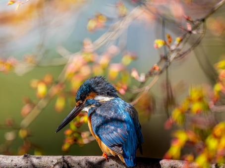 枝にとまるカワセミ 枝にとまるカワセミ カワセミ,野鳥,鳥の写真素材