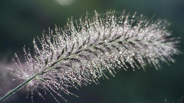 ネイチャーデザイン、むぎっぽ ネイチャーデザイン、むぎっぽの写真