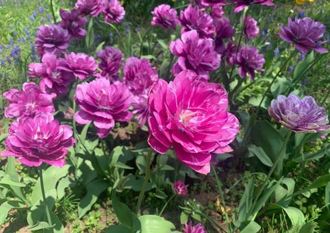 Tulips①, JPG Tulips①, JPG