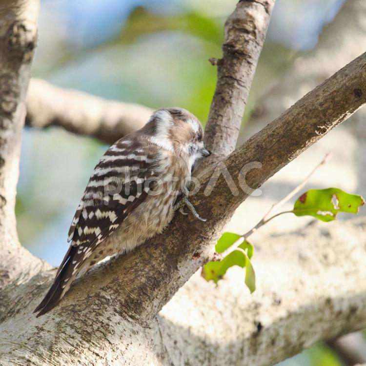 木の枝で休む小鳥① 鳥,小鳥,野鳥の写真素材