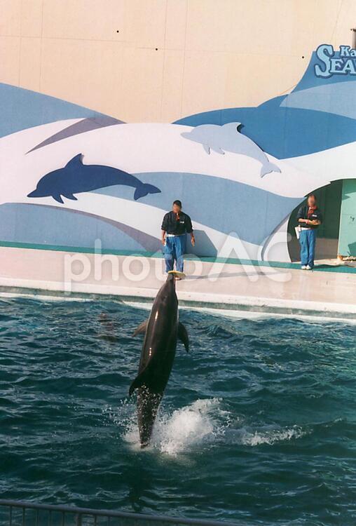 イルカショー Dolphin Show 010 No 4240 写真素材なら 写真ac 無料 フリー ダウンロードok