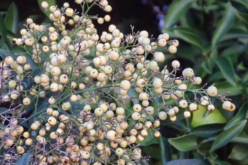 枕の下に敷く 白実南天,果実,植物の写真素材