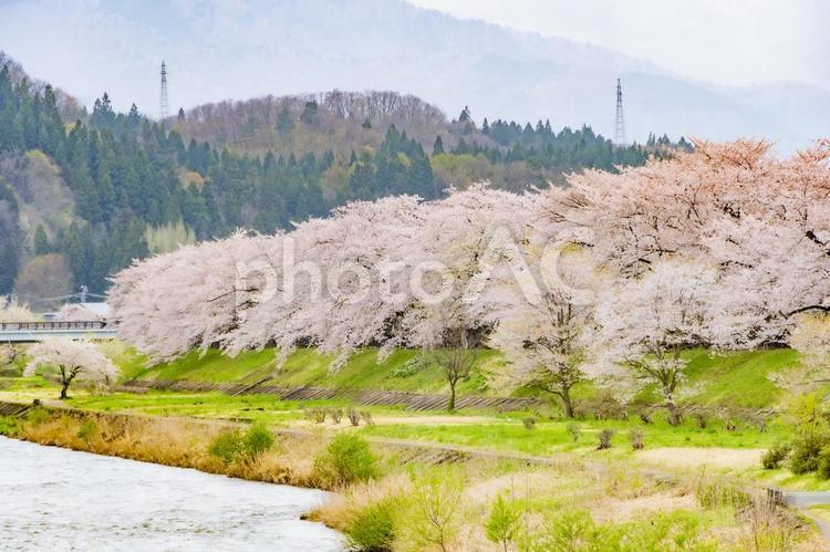 桧木内川堤の桜並木。日本、秋田 桜,ソメイヨシノ,桜並木の写真素材