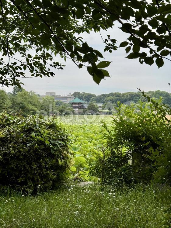 梅雨空の下蓮の葉が繁殖する不忍池 不忍池,上野,上野恩賜公園の写真素材