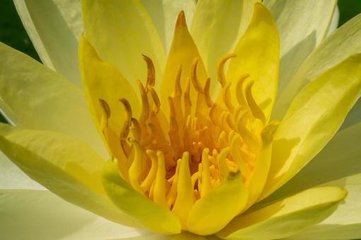 Summer Water Lilies, JPG Summer Water Lilies, JPG