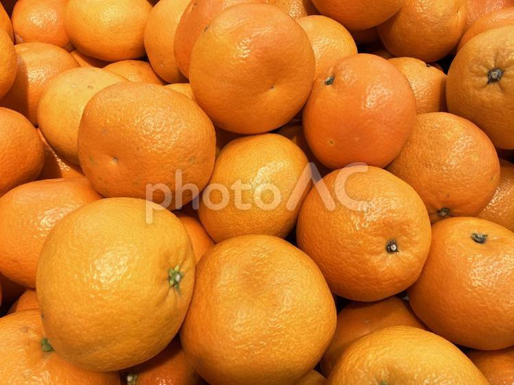 大量の伊予柑03 伊予柑,いよかん,みかんの写真素材