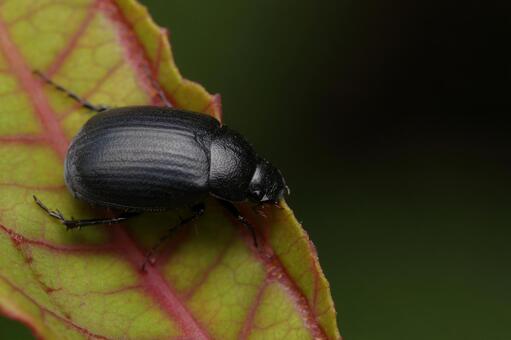 ヒメビロウドコガネ？ ヒメビロウドコガネ,ビロウドコガネ,コガネムシの写真素材