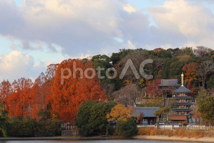 １２月中旬仏生山公園のメタセコイアの紅葉 紅葉,きれい,美しいの写真素材