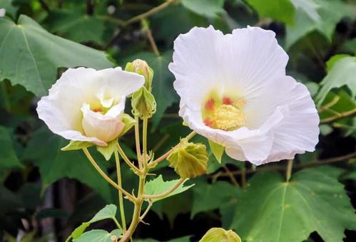 熱い思いの写真