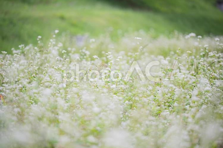 信州の蕎麦畑 信州,蕎麦畑,そばの写真素材