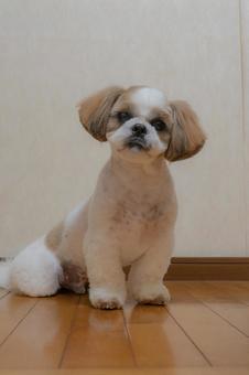 トリミング後のシーズーの写真