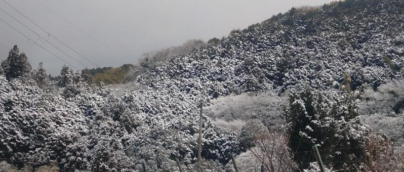 雪 雪の写真