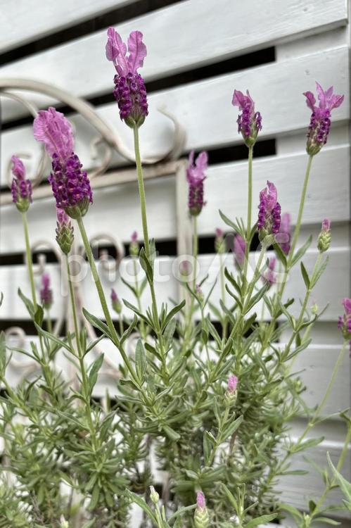 ガーデニング　フレンチラベンダー　縦構図 ラベンダー,ガーデニング,フレンチの写真素材