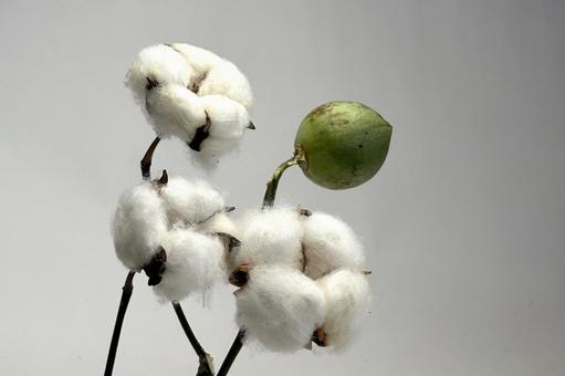 棉花 植物,綿木,綿の花の写真素材