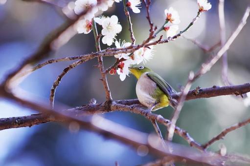 梅の枝にとまる可愛いメジロ 梅の枝にとまる可愛いメジロの写真
