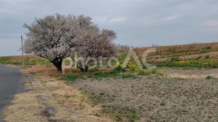 堤防と梅の木 堤防,梅,梅の花の写真素材